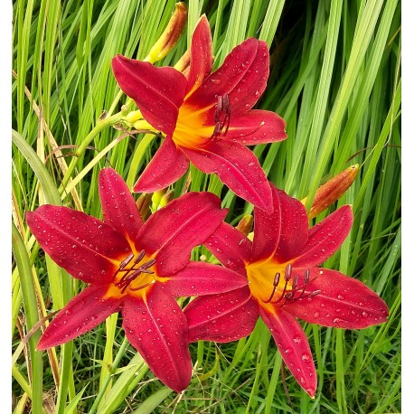 Hemerocallis 'Red We Want'