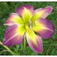 Hemerocallis 'Orchid Etching'