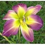 Hemerocallis 'Orchid Etching'