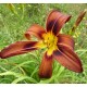 Hemerocallis 'Funny Fox'