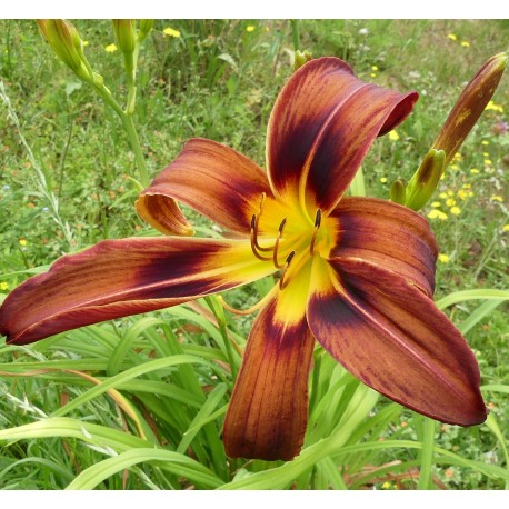 Hemerocallis 'Funny Fox'