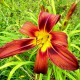 Hemerocallis 'Funny Fox'