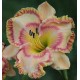 Hemerocallis 'Jessica Lynn Bell'