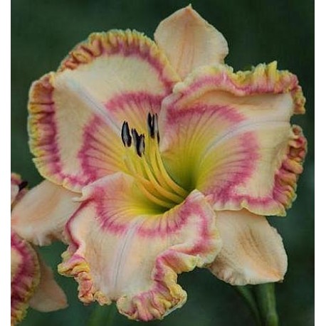 Hemerocallis 'Jessica Lynn Bell'