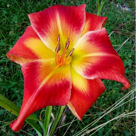 Hemerocallis 'Late Starter'