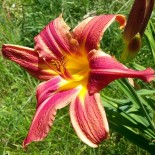 Hemerocallis 'Laughing Clown'