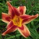 Hemerocallis 'Laughing Clown'