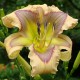 Hemerocallis 'Ledgewood's Calico Blues'