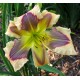 Hemerocallis 'Ledgewood's Calico Blues'