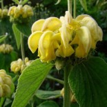 Phlomis fruticosa