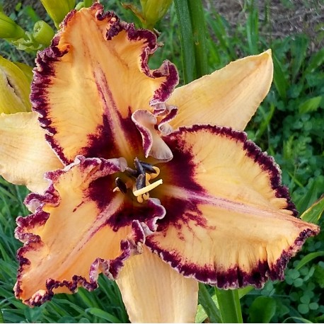 Hemerocallis 'Ledgewood's Born Free'