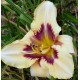 Hemerocallis 'Ledgewood's Winter Memories'