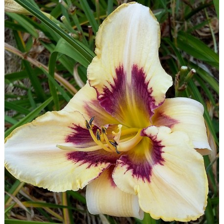 Hemerocallis 'Ledgewood's Winter Memories'