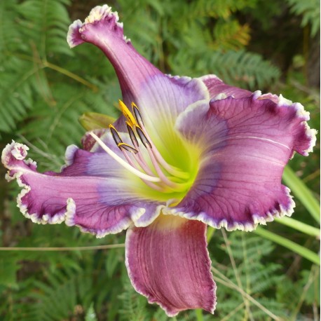 Hemerocallis 'Mother Elizabeth'