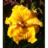 Hemerocallis 'Mount Herman Treasure'