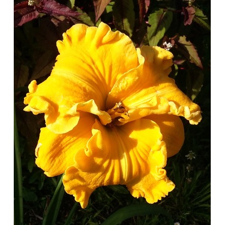 Hemerocallis 'Mount Herman Treasure'