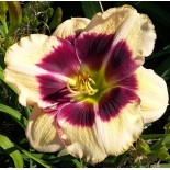 Hemerocallis 'Giant Panda'