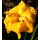 Hemerocallis 'Mount Herman Treasure'