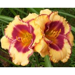 Hemerocallis 'Rodeo Sweet Heart'