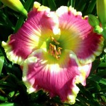 Hemerocallis 'Rose Sensation'