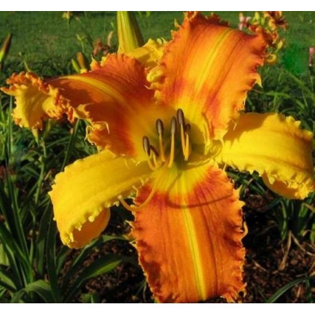 hemerocallis 'Saber Tooth Tiger'