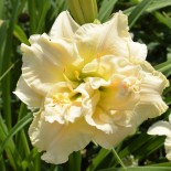 Hemerocallis 'Schnickel Fritz'