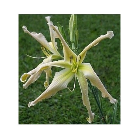 Hemerocallis 'Papa Longlegs'