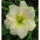 Hemerocallis 'Snowy Apparition'