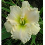 Hemerocallis 'Snowy Apparition'