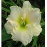 Hemerocallis 'Snowy Apparition'