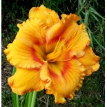 Hemerocallis 'Fire Waves'