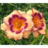 Hemerocallis 'Sweet Stuff'