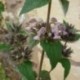 Phlomis samia