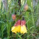 Abutilon Kentish Belle