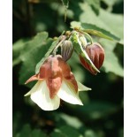 Abutilon megapotanicum 'Ines'