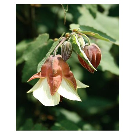 Abutilon megapotanicum 'Ines'