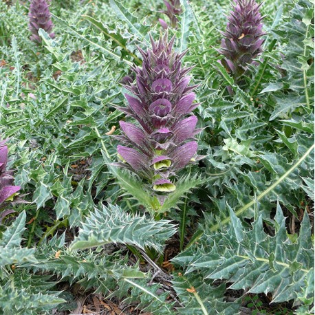 Acanthus Syriacus