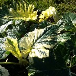 Acanthus mollis 'Whitewater'