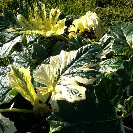 Acanthus Mollis ' white water '