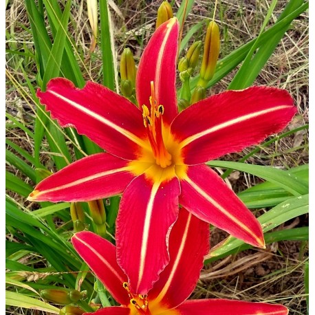 Hemerocallis 'Gipsy Comet'