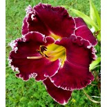 Hemerocallis 'Larry's Obsession'