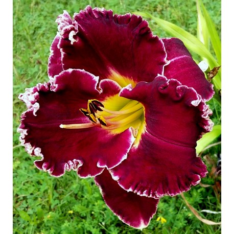 Hemerocallis 'Larry's Obsession'