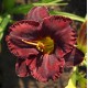 Hemerocallis 'Black Velvet Baby'