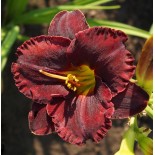 Hemerocallis 'Black Velvet Baby'