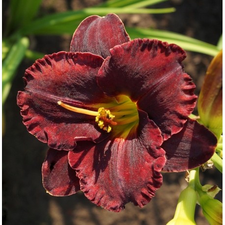 Hemerocallis 'Black Velvet Baby'