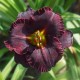 Hemerocallis 'Black Velvet Baby'