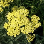 Achillea millefolium 'Hymne'