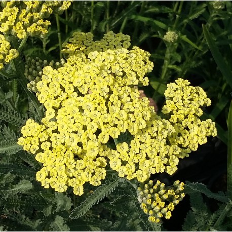 Achilléa millefolium ' Hymne'