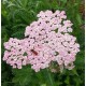 Achillea millefolium 'Pink Lady'