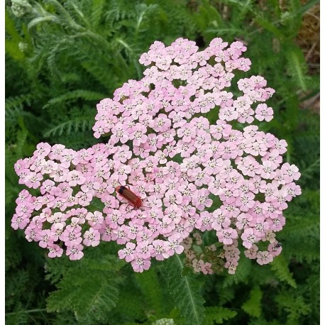 Achillea millefolium 'Pink Lady'